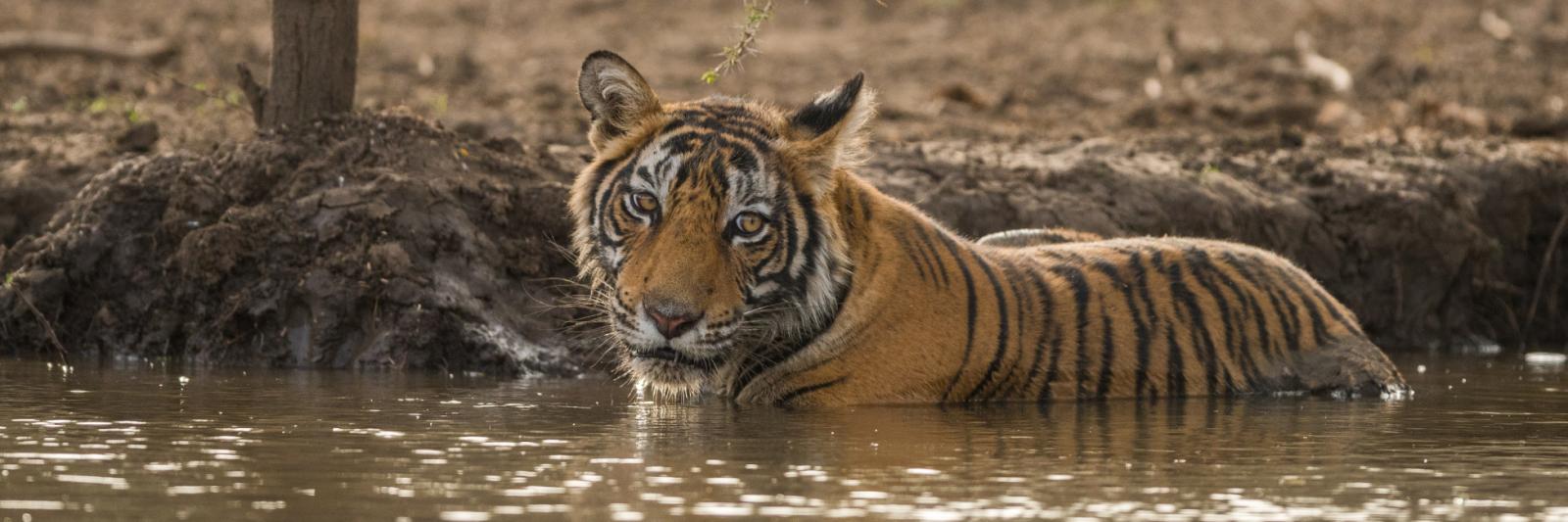 tiger seen on india rail holidays